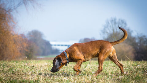 Spürhund bei der Fährtensuche