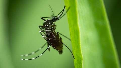 Eine Asiatische Tigermücke krabbelt an einem Blatt hoch.
